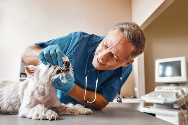 Best Broken or Chipped Tooth Repair in Centerport, NY